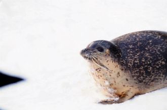 아사히야마동물원