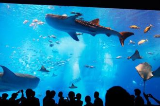 오키나와 추라우미 수족관