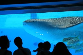 요코하마 핫 케이 지마 씨 파라다이스