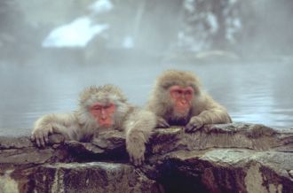 지고쿠다니 원숭이 공원