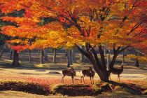 나라 공원