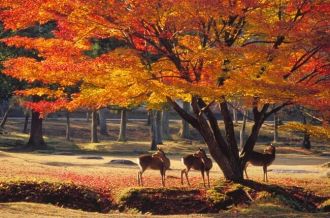 나라 공원